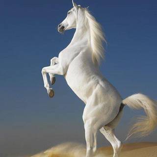 Beautiful horse wallpaper