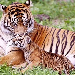 Tiger photos free download