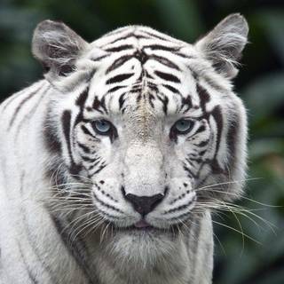 Free white tiger pictures