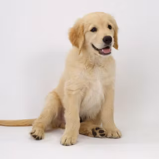 Golden retriever background