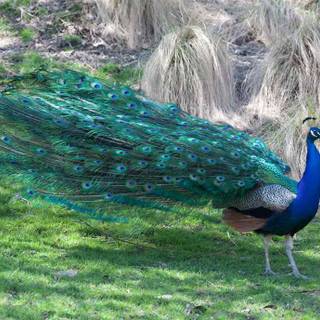 Pictures of peacock