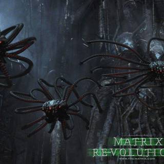 Matrix revolutions wallpaper