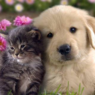 Dog desktop backgrounds