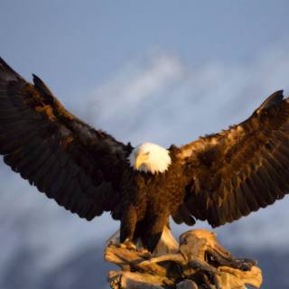Eagle wallpaper