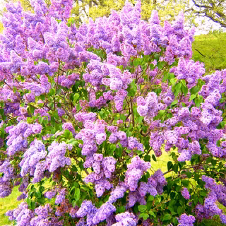 Pics of lilacs