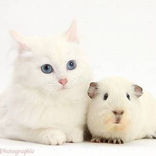 White kitten pics