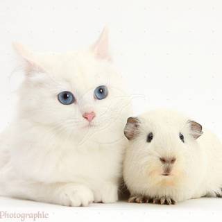 White kitten pics