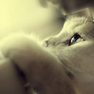 White cat wallpaper