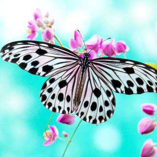 Butterfly HD wallpaper