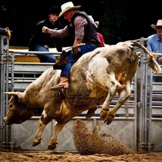 Bull riding wallpaper