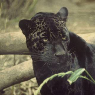Images panther