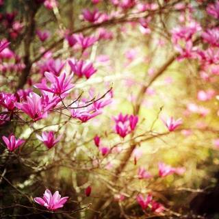 Free desktop backgrounds for spring