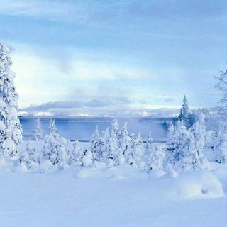 Winter wonderland wallpaper