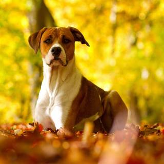 Dog pictures wallpaper