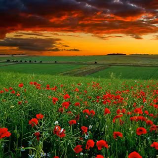 Wildflowers wallpaper