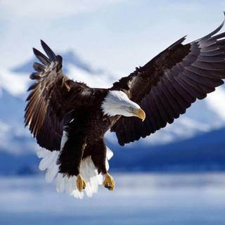 Eagle wallpaper pictures