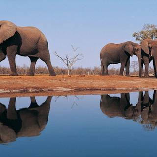 African elephant wallpaper