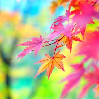 HD nature wallpaper 2015