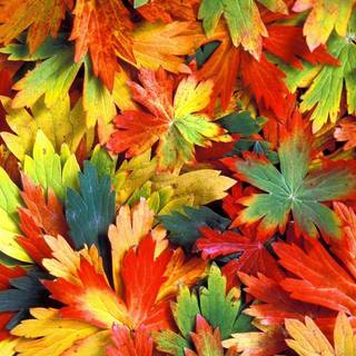 Autumn leaves pictures