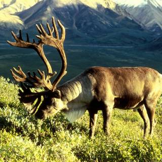 Reindeer wallpaper