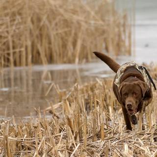 Duck hunting backgrounds