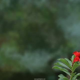 Natural background wallpaper