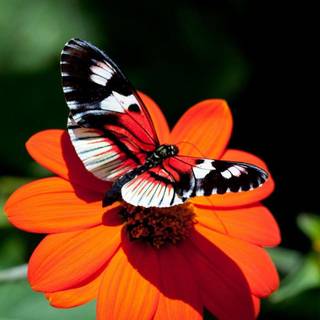 HD butterfly wallpaper