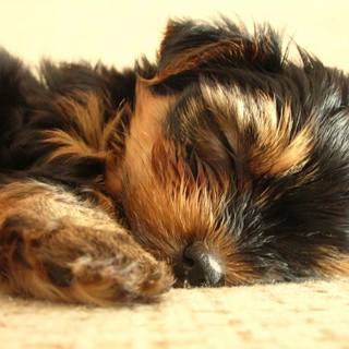 Yorkshire Terrier wallpaper