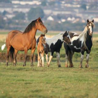 Wild horse wallpaper