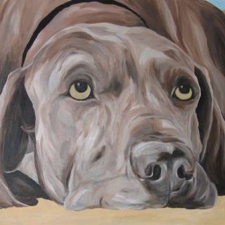 Weimaraner wallpaper