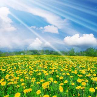 Widescreen backgrounds