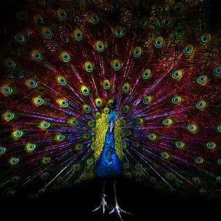 Peacock desktop wallpaper