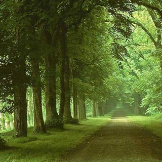 Nature wallpaper free