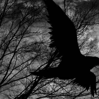 Raven wallpaper