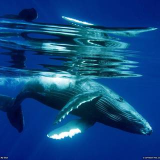 Humpback whale wallpaper