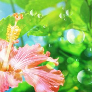 Flower picture wallpaper