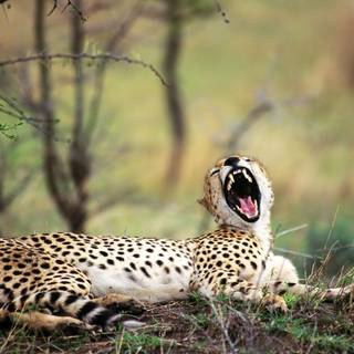 Cheetah desktop wallpaper