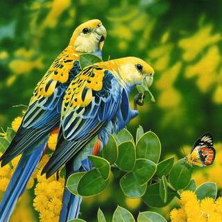 Love birds images