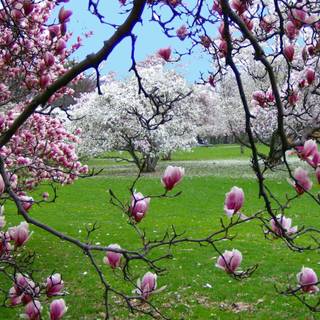 Spring scenes wallpaper