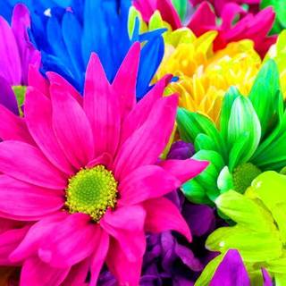 Rainbow flower wallpaper