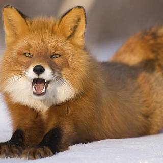 Arctic fox wallpaper