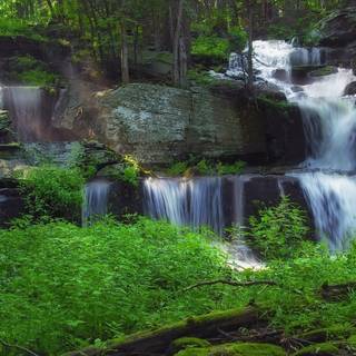 Green forest background