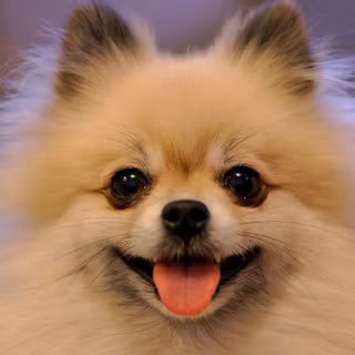 Pomeranian wallpaper