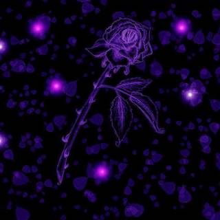 Purple roses wallpaper