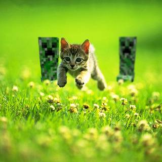 Funny Minecraft backgrounds