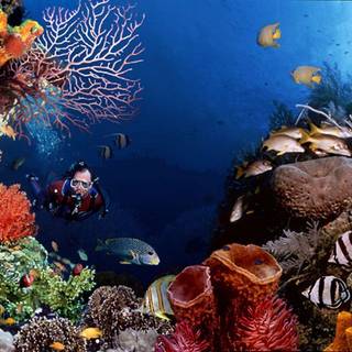 Scuba diving wallpaper