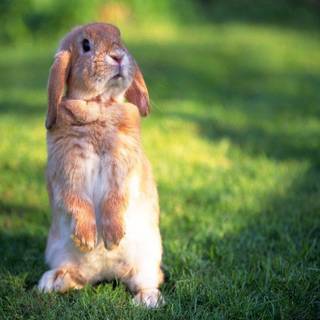 Full desktop backgrounds