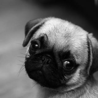 Cute pug wallpaper