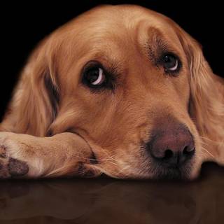 Dog computer wallpaper