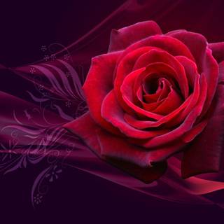 Cool pictures of roses